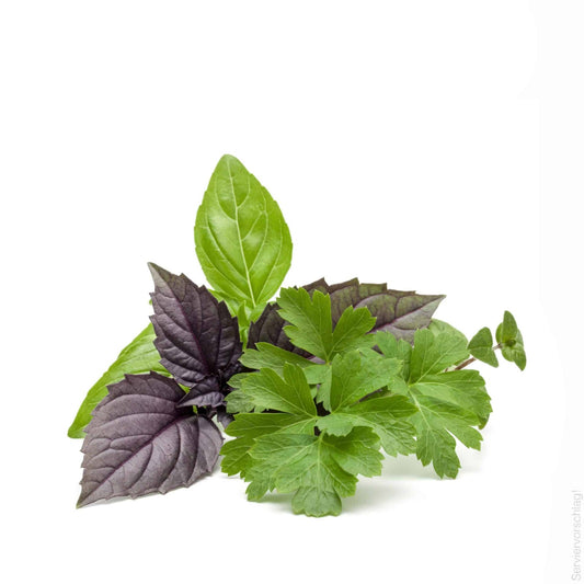 italienische-kräuter-shutterstock_603069581-05
