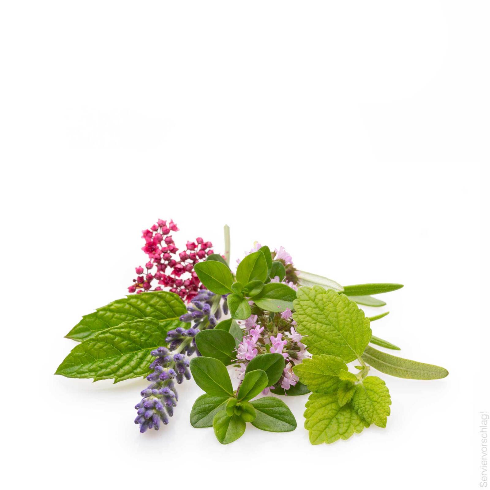 franzoesische-kraeuter-web-ah-shutterstock-1975351367-05